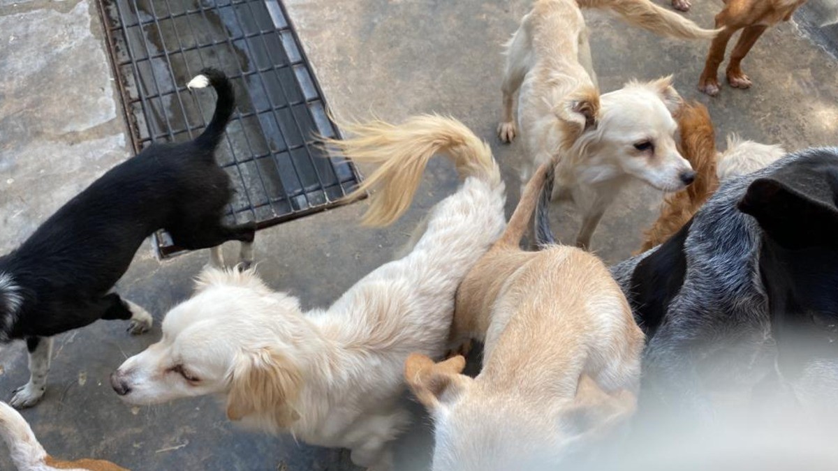 Alcaldía lleva a los tribunales el maltrato animal