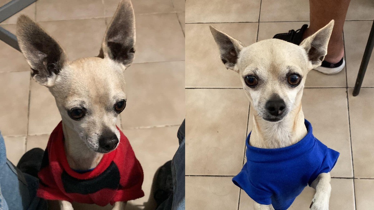 ¡Joven ofrece como recompensa boleto de Bad Bunny a quien le devuelva a su perrito!