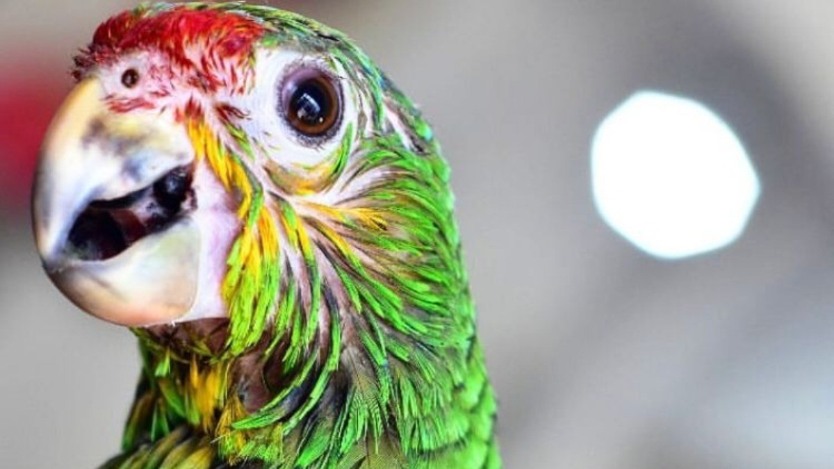 Crece tráfico de animales en pandemia