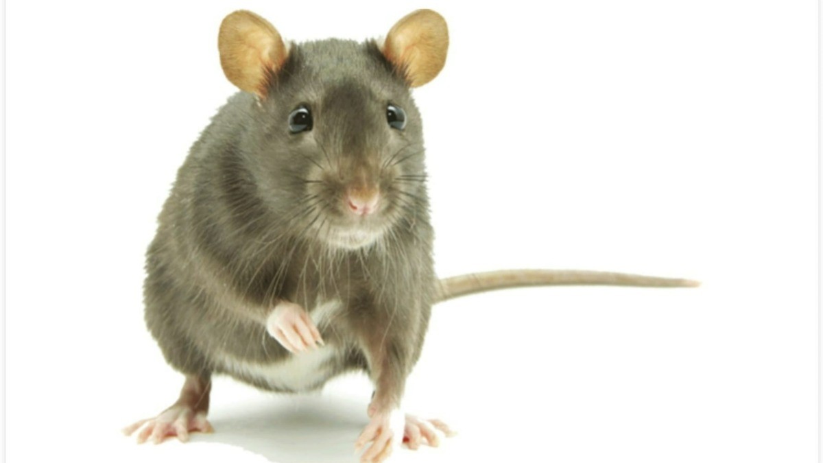 ¡Policías de la India culpan a ratas de comerse 500 kg de marihuana!