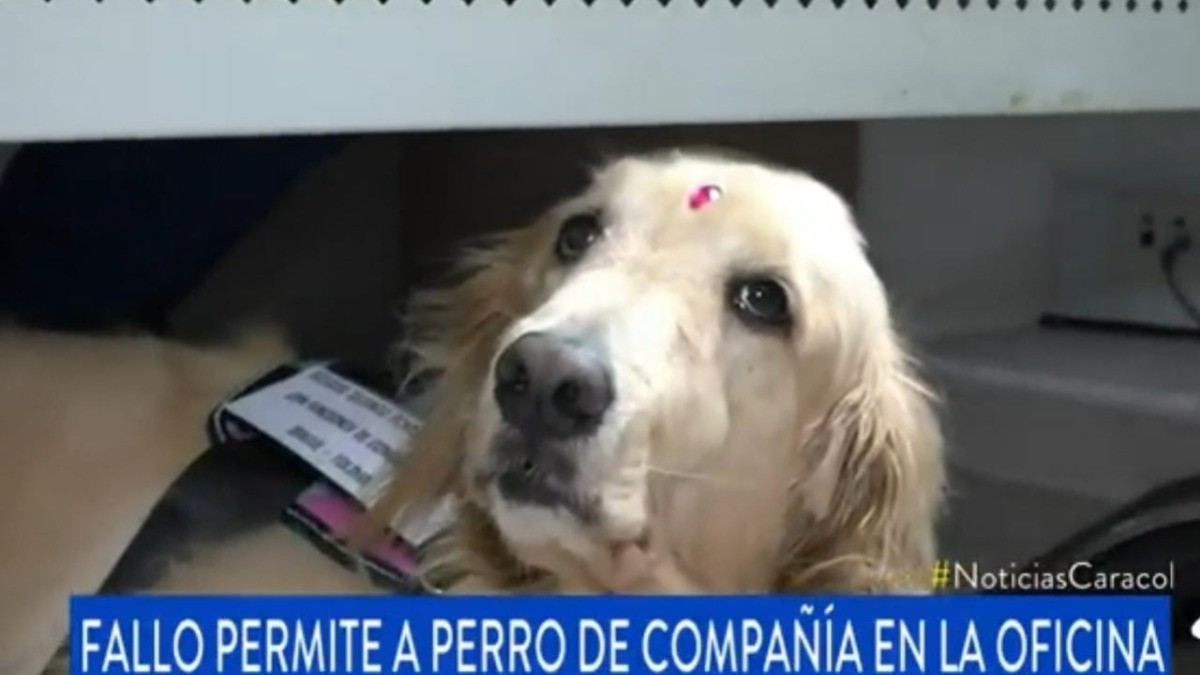 Joven consigue permiso para que perrita lo acompañe en la oficina; le ayuda con su depresión