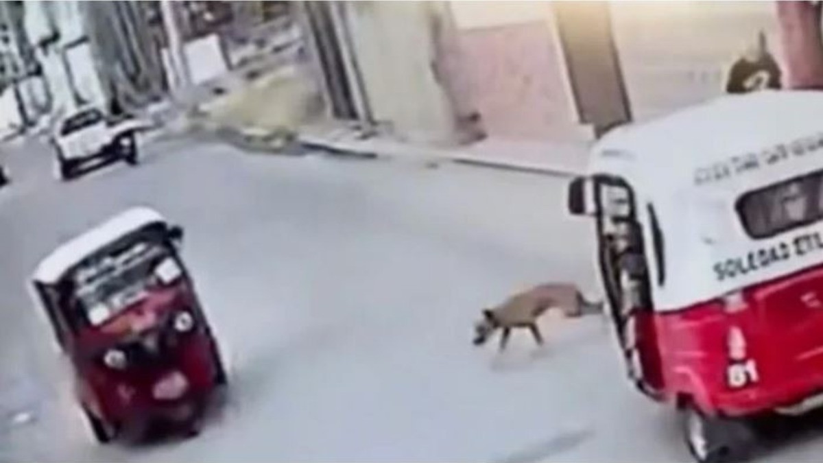 Perrito atropelló a mototaxi, así es, leíste bien
