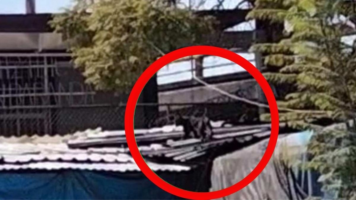 ¡Se escapa pantera! Ya la buscan por todos lados…