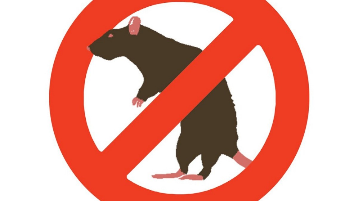 Nueva York lanza convocatorias y campañas para eliminar su plaga de ratas