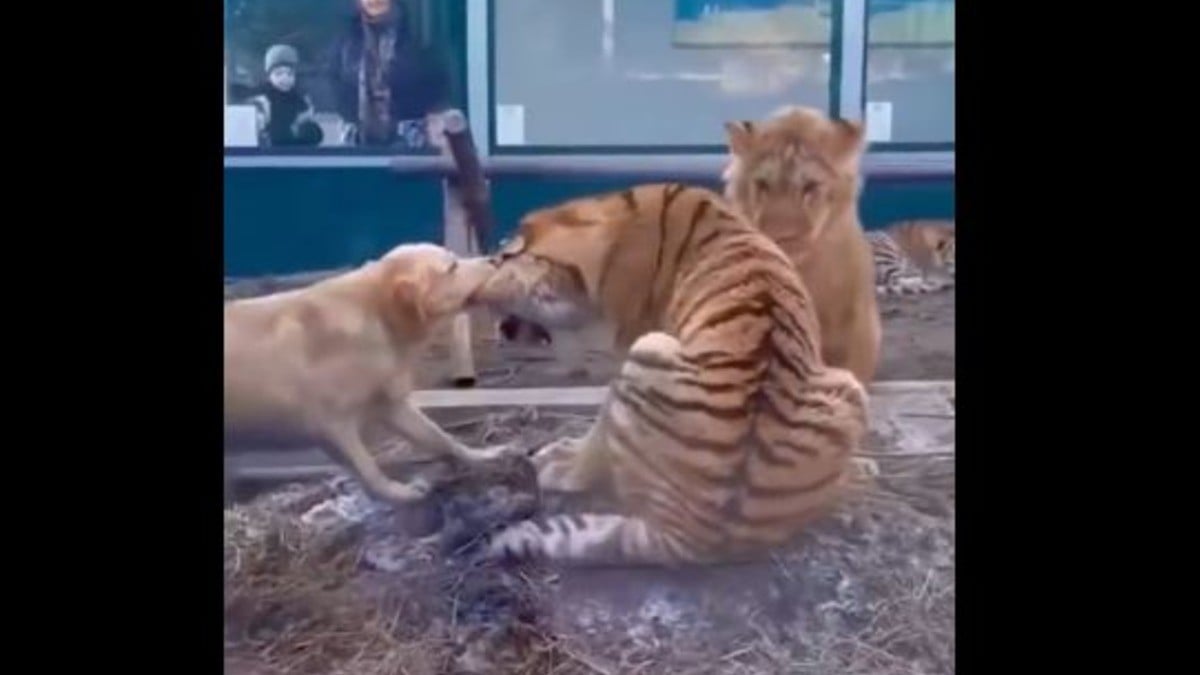 David contra Goliat, ¿en el zoológico?