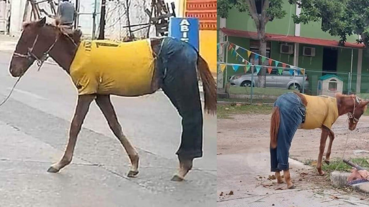Chatarrero viste a su caballo, ¡y causa furor en redes!