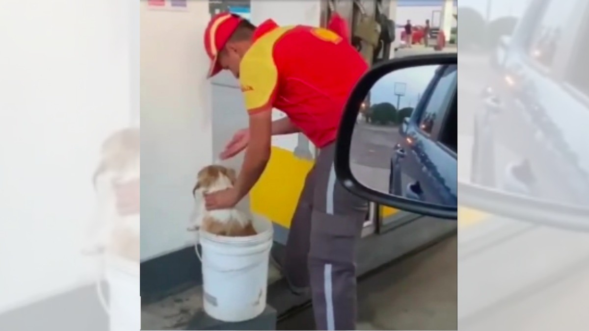 ¡Despachador de gasolinera se viraliza por bañar a los perritos callejeros!