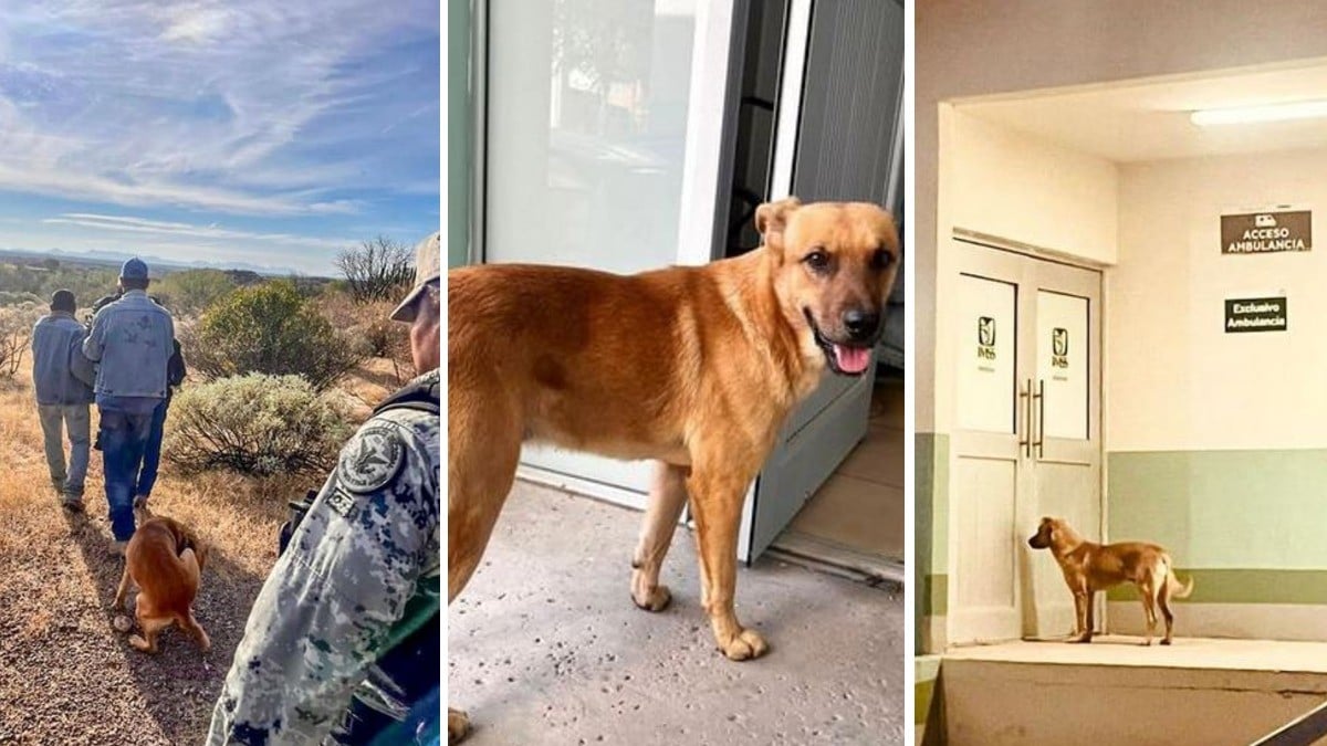 ‘El Palomo’ guía expedición para buscar a su amo; estuvo perdido una semana