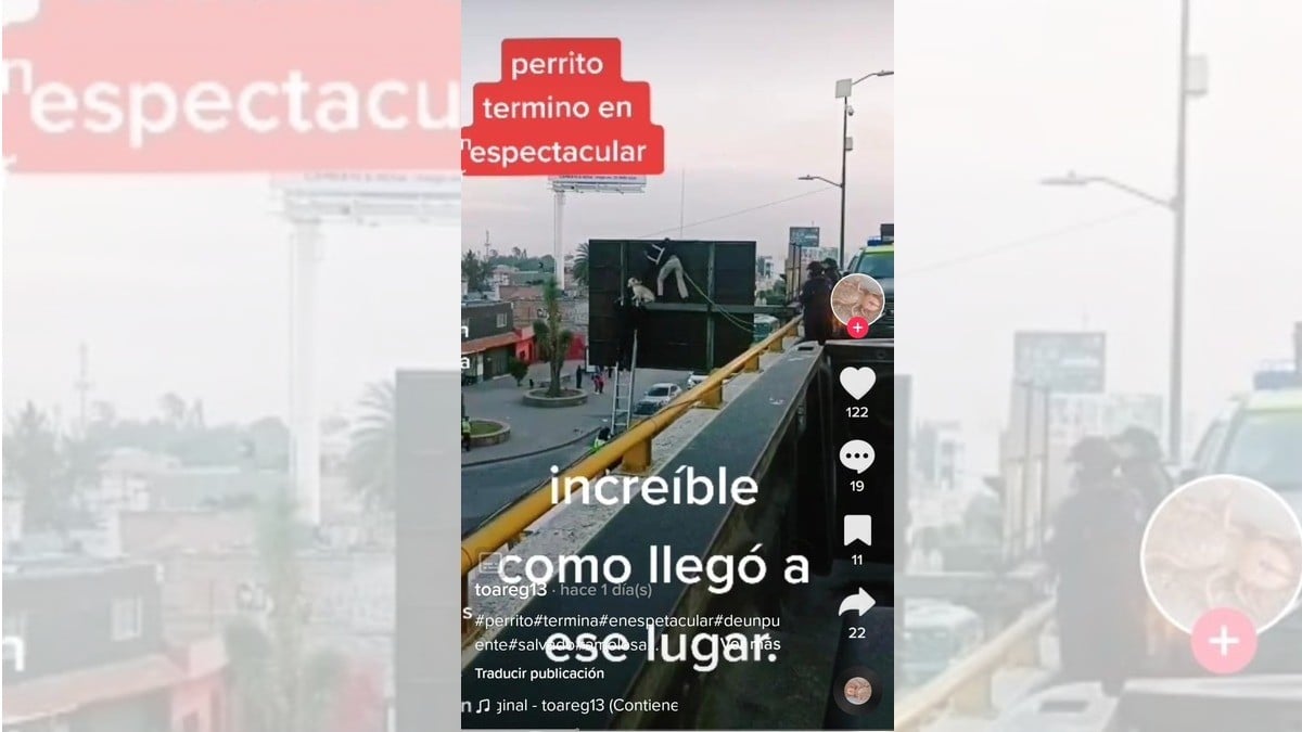 Rescatan a perrita “Gala”; ¡se atoró en la señalética vial!