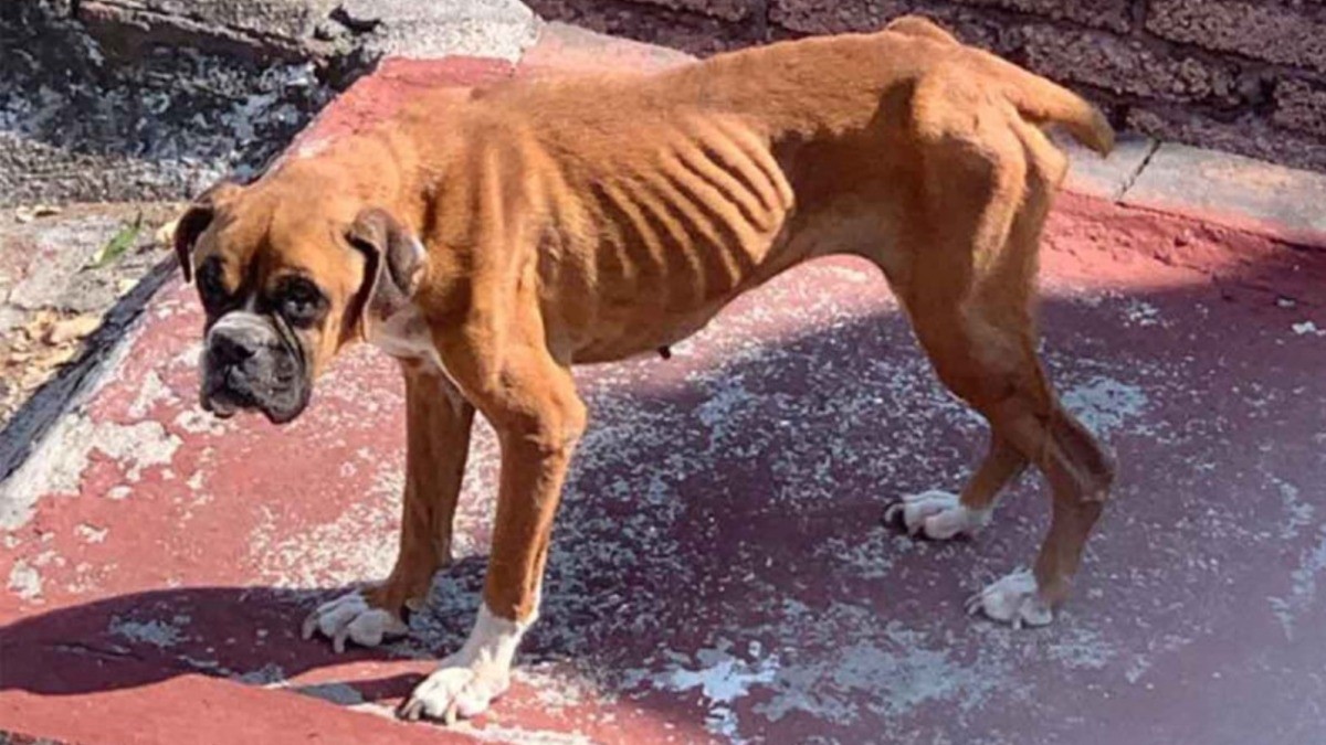 Rescatan a ‘Luna’, ¡está en los huesos!