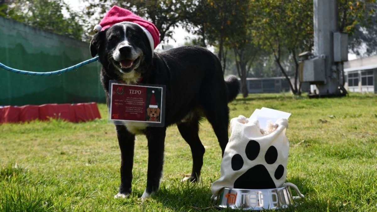 ¡Lomitos serán ayudantes de Santa y los Reyes!