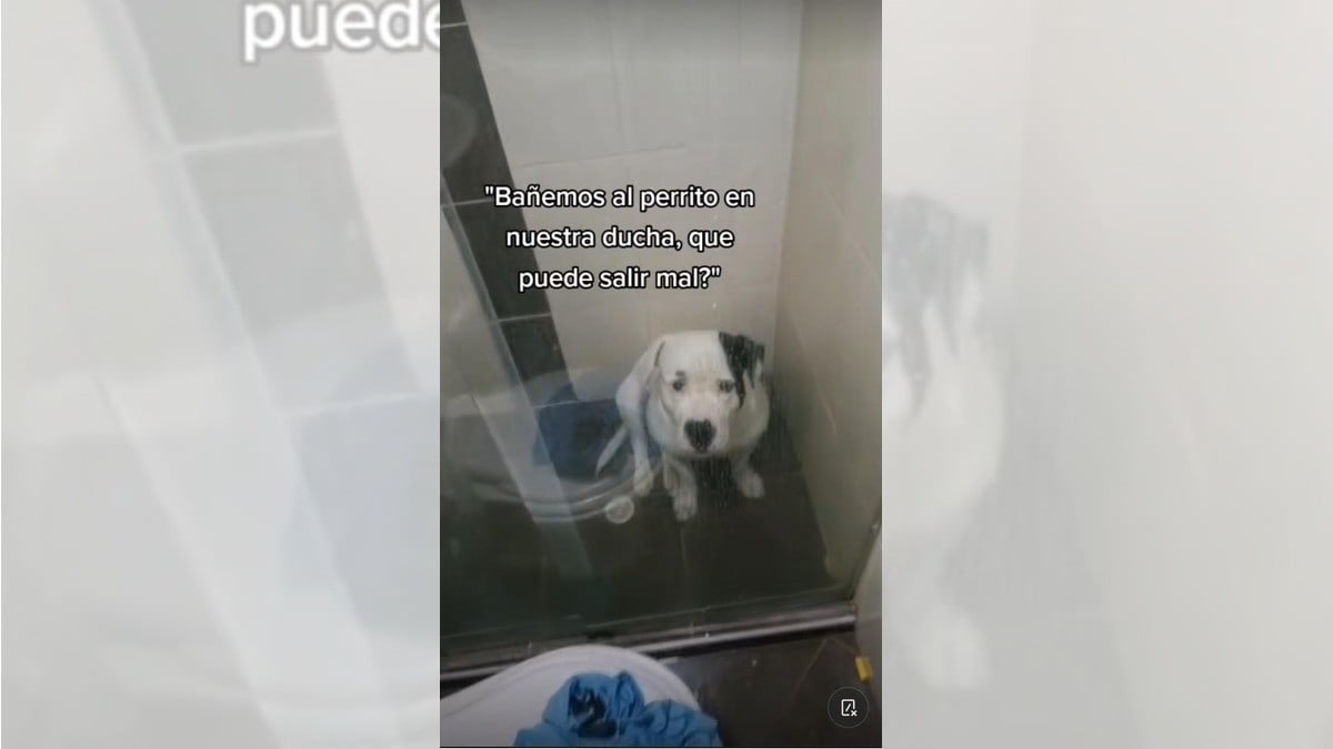Intentan bañar a su lomito, ¡y termina en desastre!