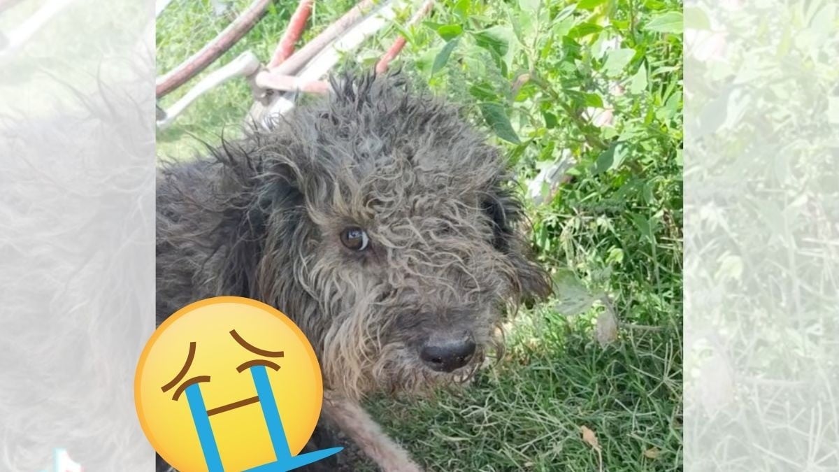 #VIDEO | Salva a perrito de baldío ¡no creerás cómo se ve!