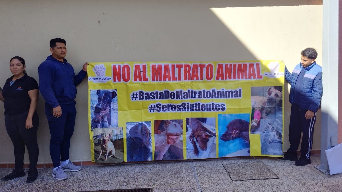 Vinculan a proceso penal al asesino del gato Becker en León