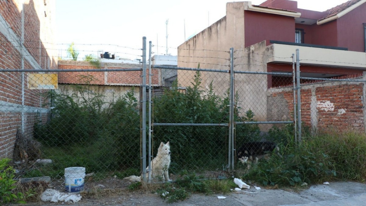 León determina multa de más de 22 mil pesos por caso de maltrato animal