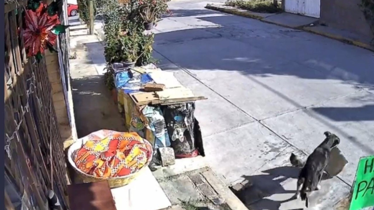 ¡Capta a lomito robándose una Rosca de Reyes!