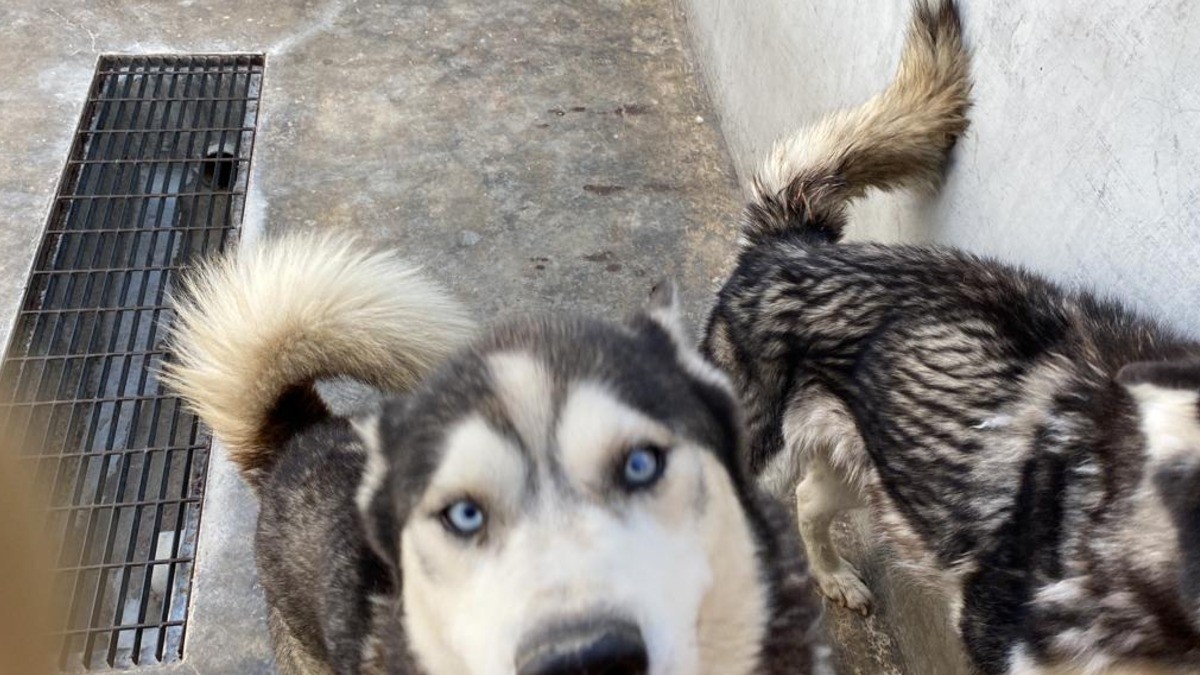 Se suma PC a protección animal