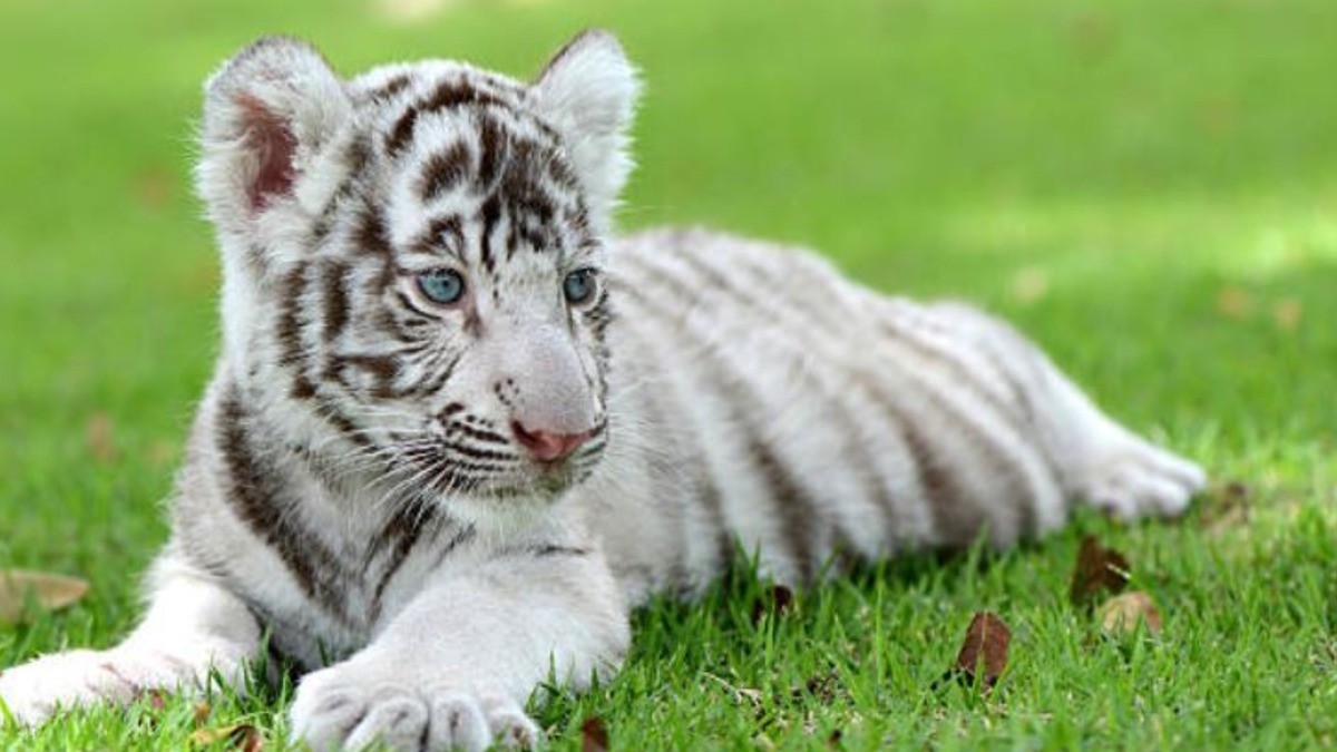 Pequeño tigre se pasea por calles de San Pancho