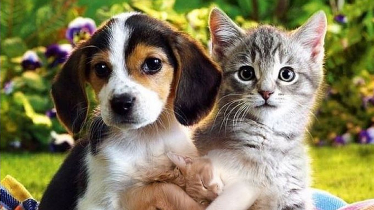 Las heces de tus mascotas pueden ser energía