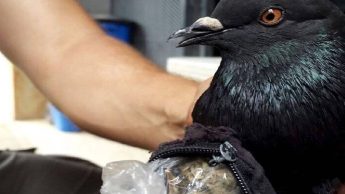 ¡Atrapan a paloma con mochilita de droga!