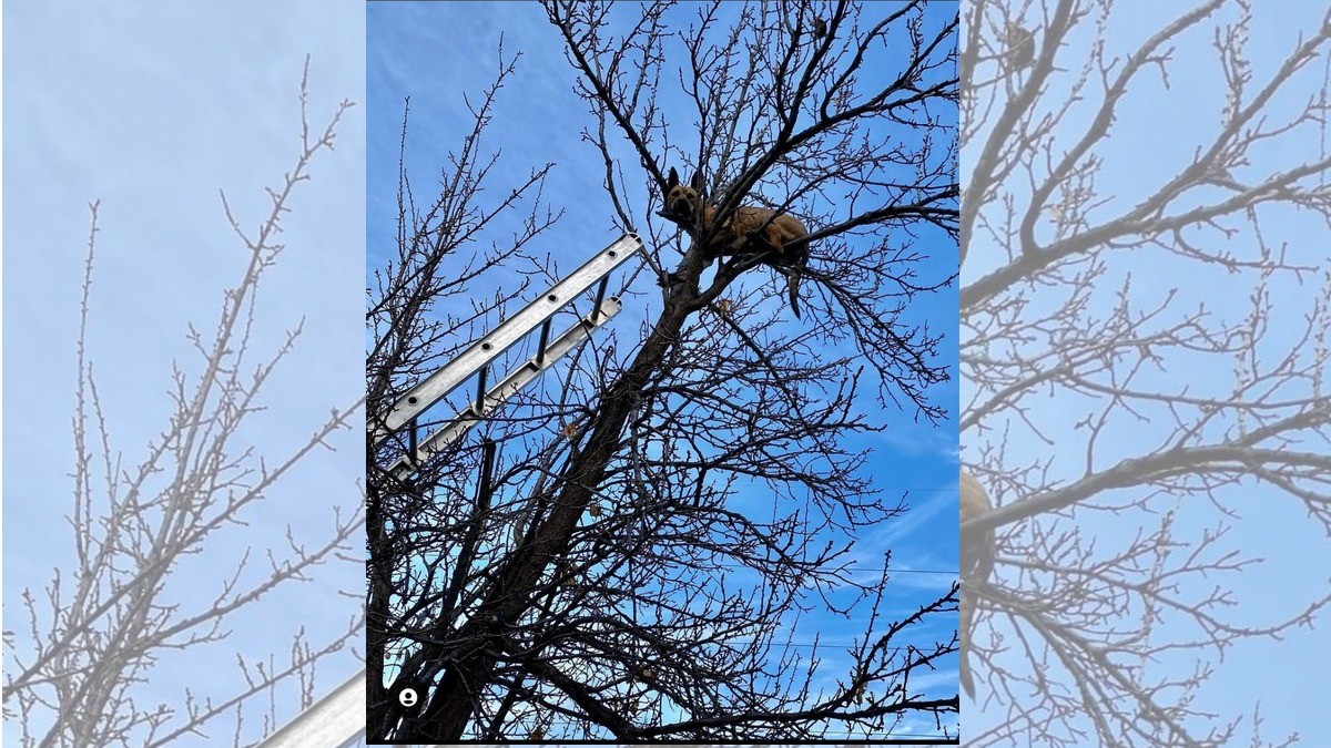 ¡Lomito queda atrapado en un árbol por perseguir una ardilla!