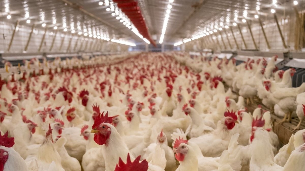 Empeora gripe aviar en Yucatán