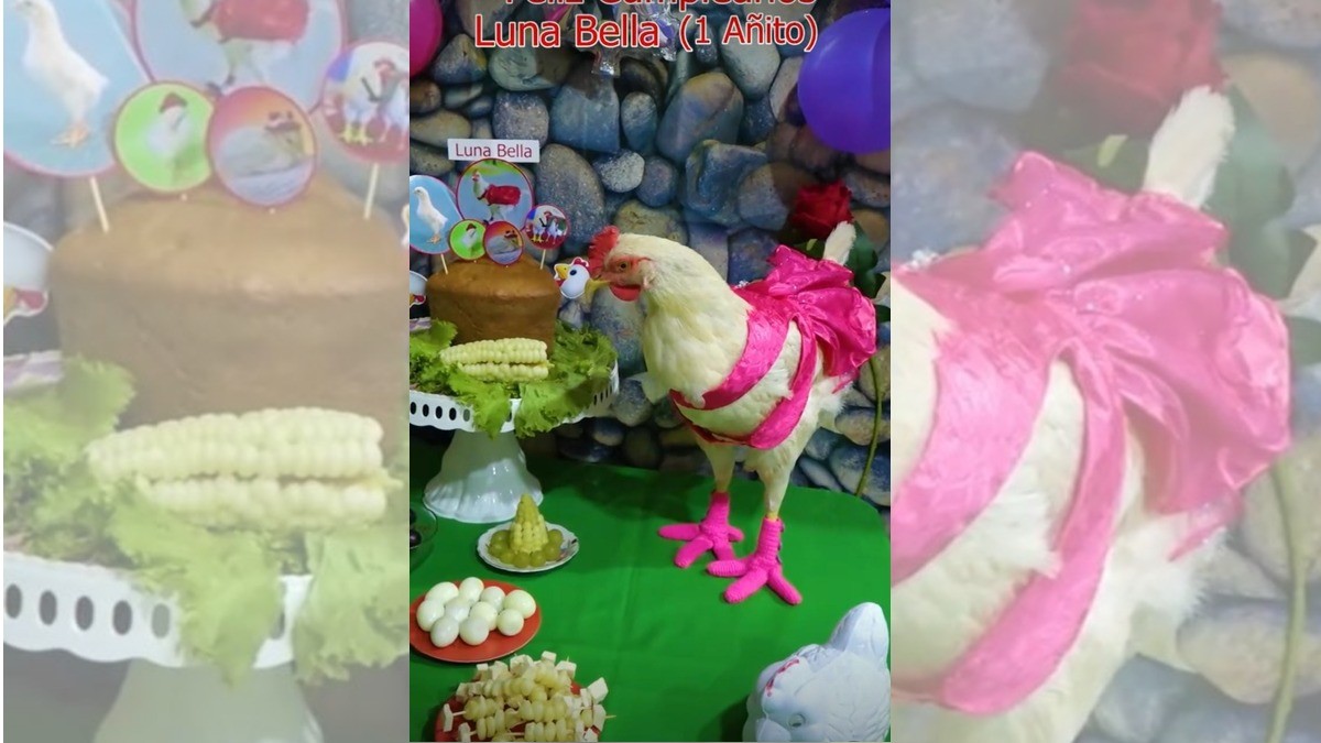 Festejan cumpleaños de gallina con pastel y globos