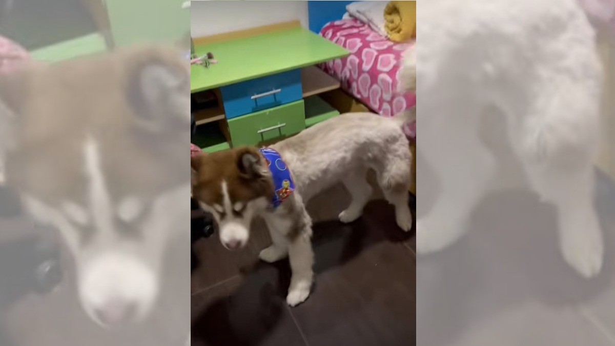Dueños mandan a husky a un corte de cabello; ¡regresa rapado!