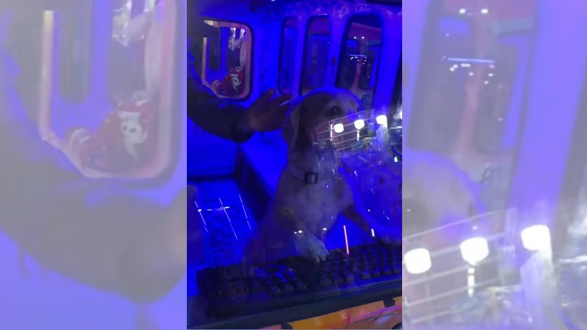 Perrito se sube a juegos mecánicos y disfruta del paseo