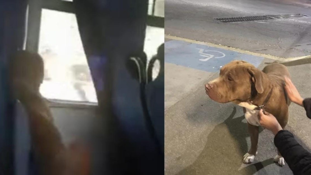 Perrito viaja solo en autobús y se extravía; ¡logra reencontrarse con su familia!