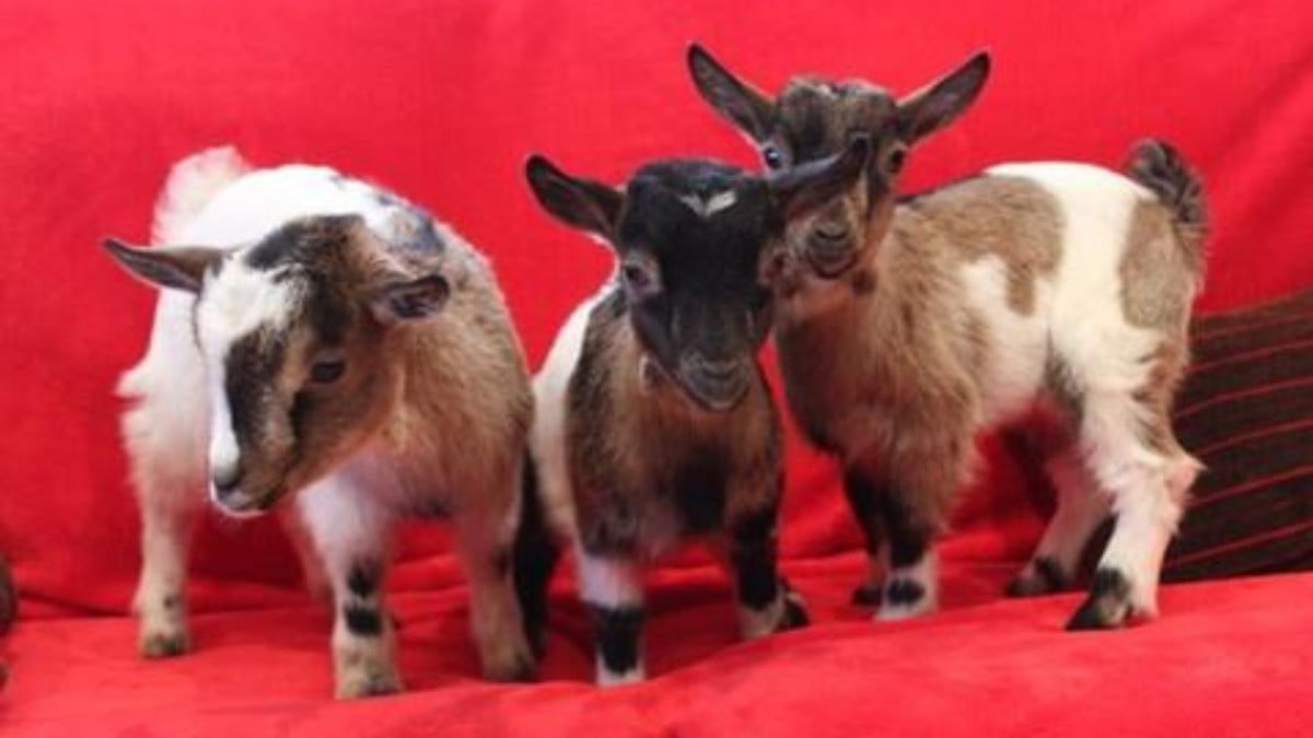 Se comieron a las cabritas pigmeas del zoológico para navidad