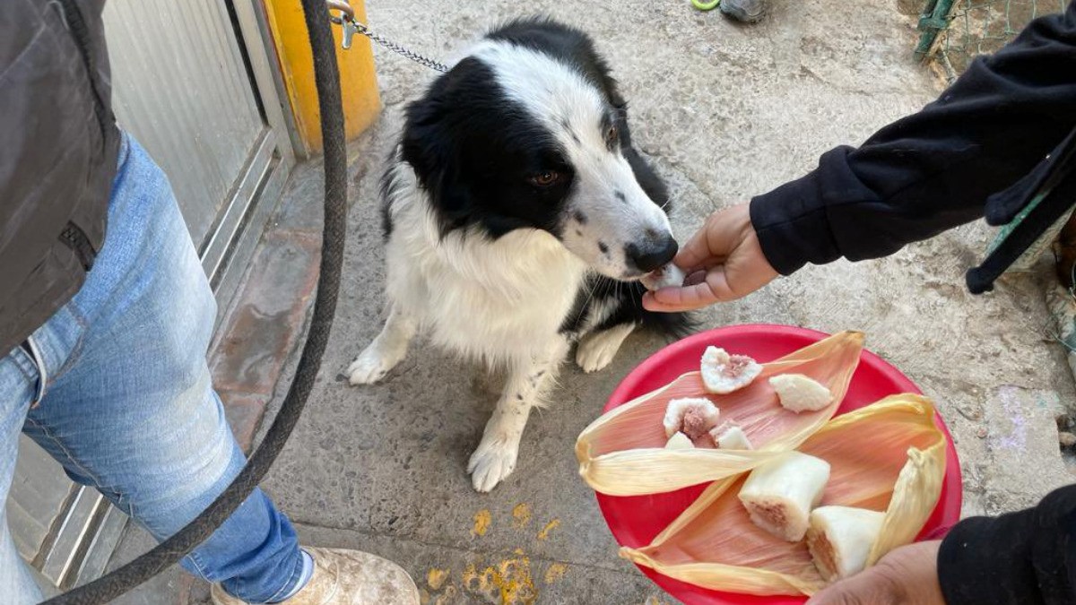 Tamales del día de la Candelaria… ¡para los perritos!