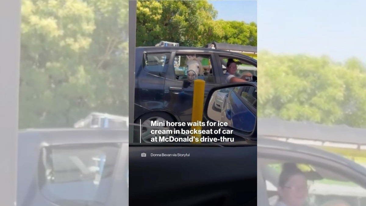 ¡Dueña lleva a su caballo miniatura a comprar un helado en el AutoMac!