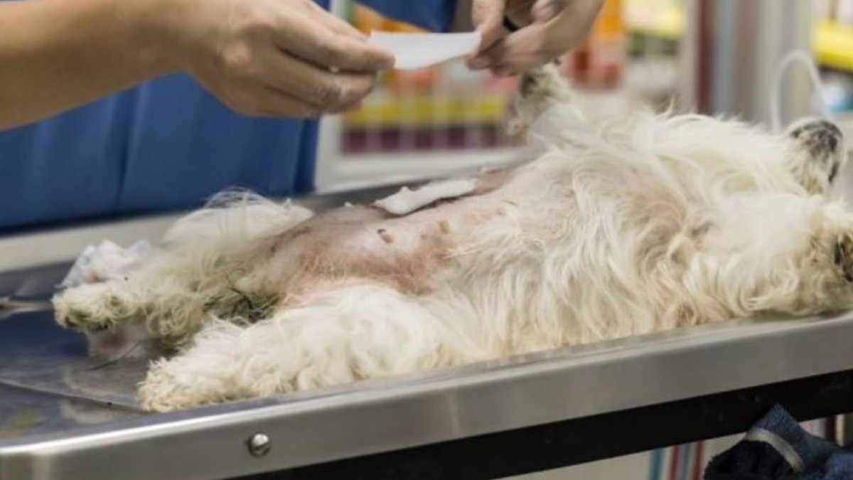 León es la tercera ciudad de América Latina en esterilizaciones de mascotas