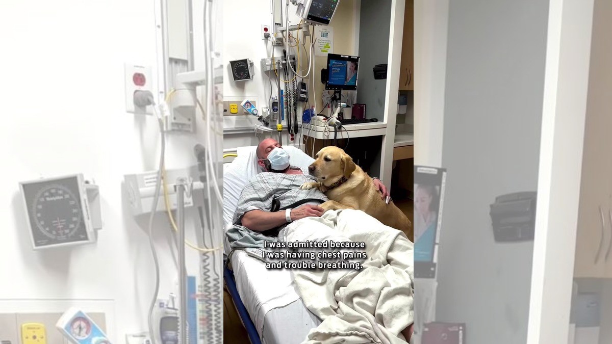 Perrito permanece junto a su dueño durante su hospitalización