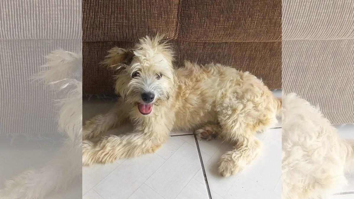 Mujer encuentra a perrita dentro de un sillón que acababa de comprar