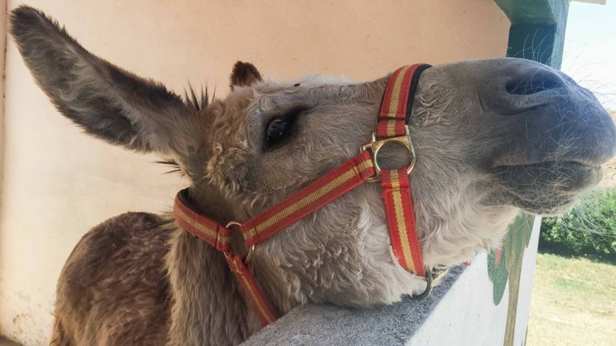 Leoneses cambian animales de arrastre por motos de carga