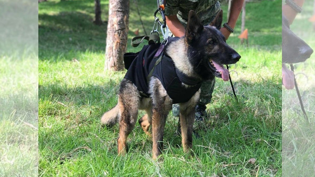 Perrito mexicano rescatista muere en Turquía