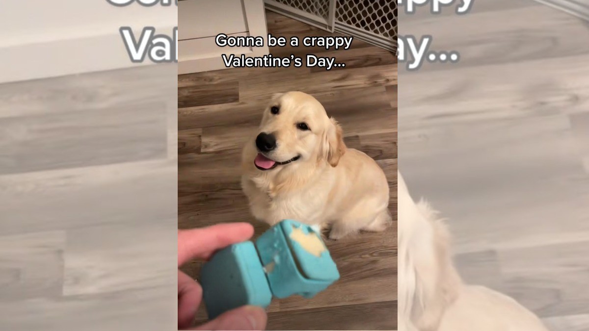 Perrito se traga anillo de compromiso de su dueño