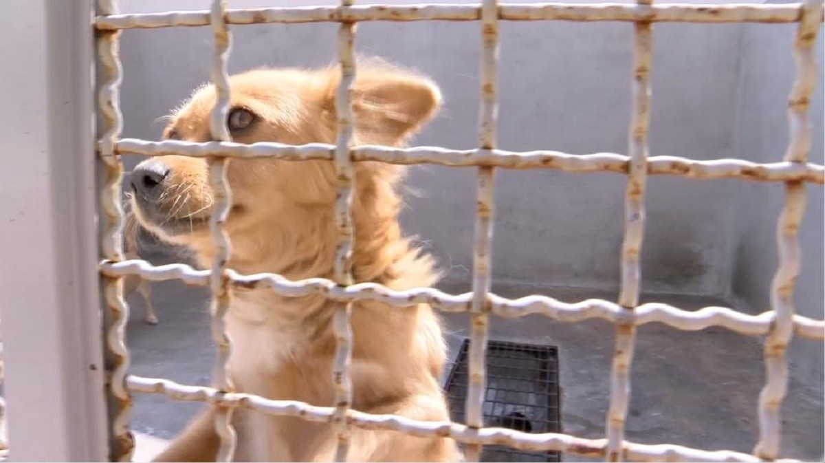 Sacrificaron a casi 10 mil perros y gatos en León durante 2022