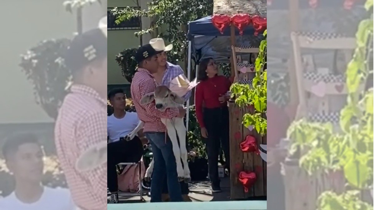 Joven le regala un becerro a su novia para demostrarle su amor