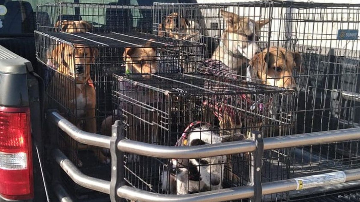 Ningún perrito fue adoptado y regresaron muy tristes