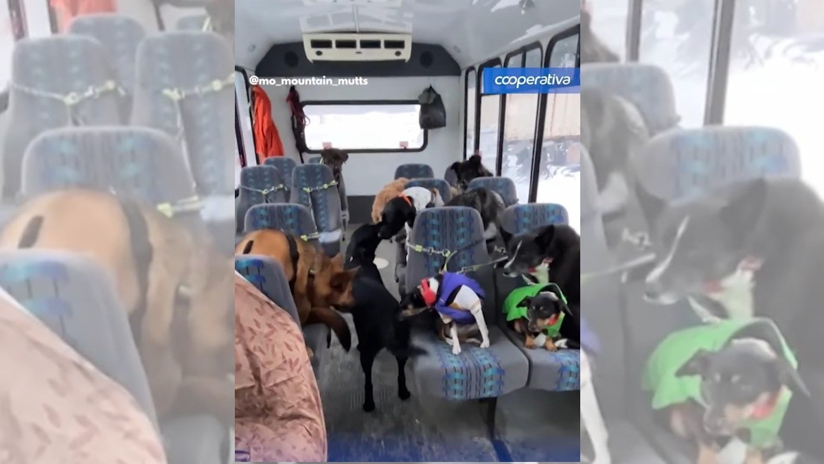 ¡Pareja pasea a lomitos en autobús en Alaska!