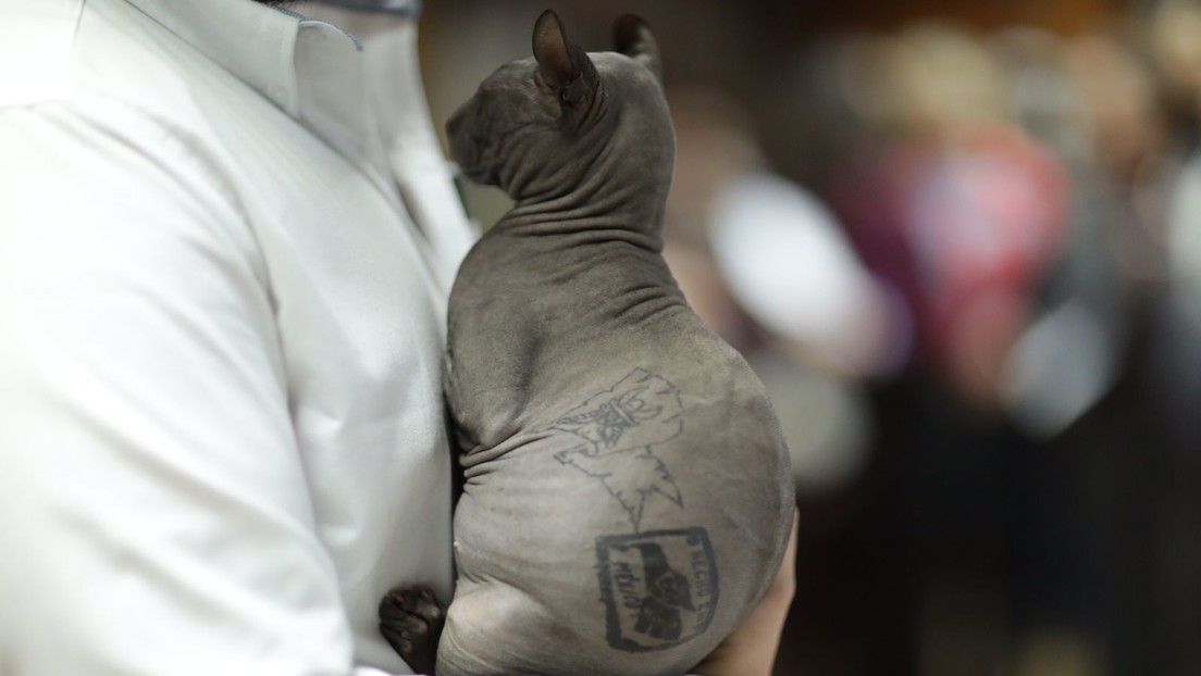 Buscan un nuevo inicio para el gatito que salió tatuado de la cárcel de Ciudad Juárez