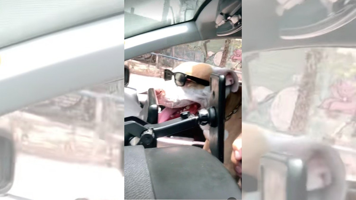 Conductor de aplicación le toca como pasajero, ¡un perro!