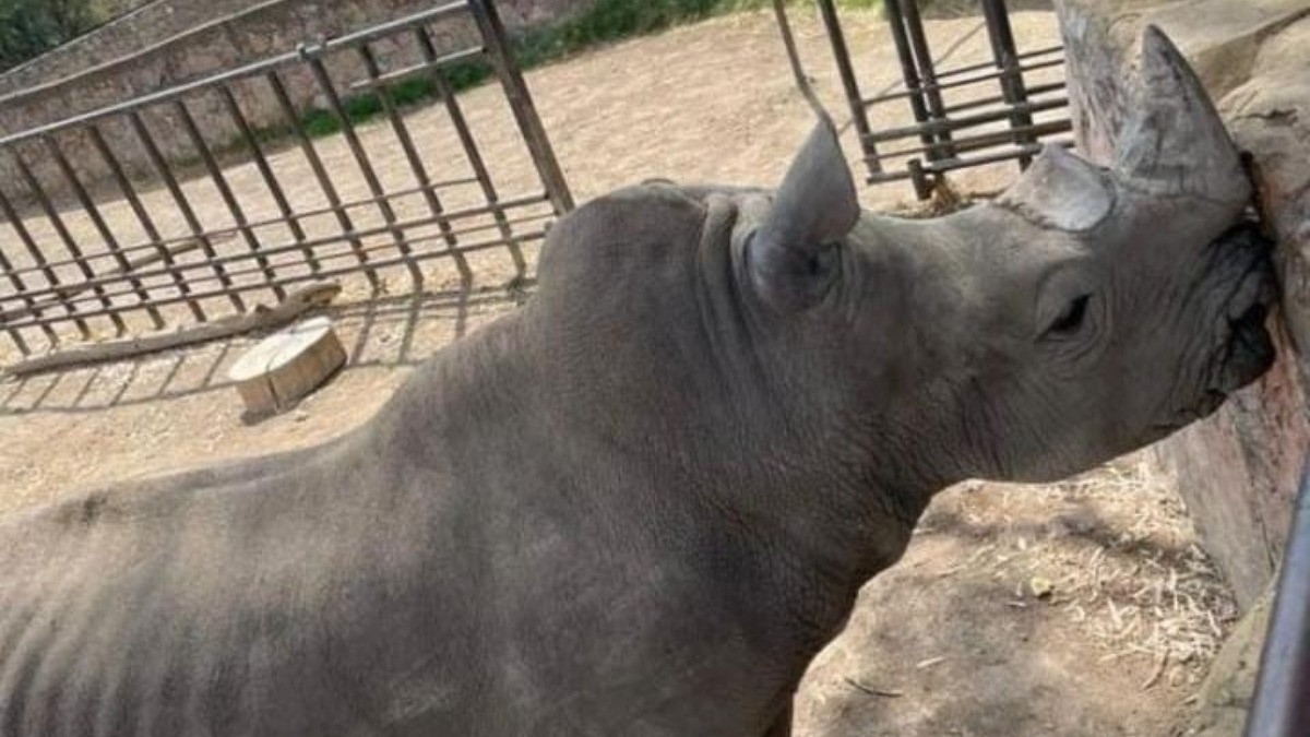 Monitorea Zooleón posible estrés en los animales con novedosa técnica