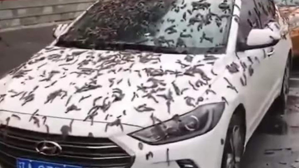 Llueven “gusanos” en China