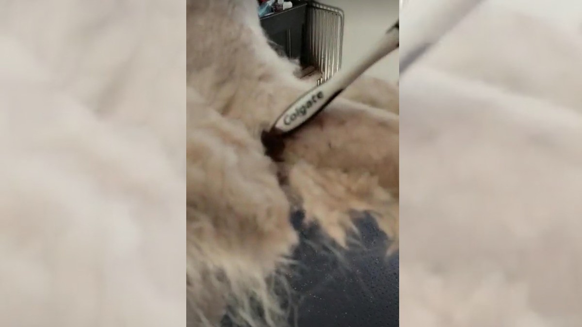 #Video ¡Peluquero encuentra cucaracha viva atorada en el pelo de un perro!