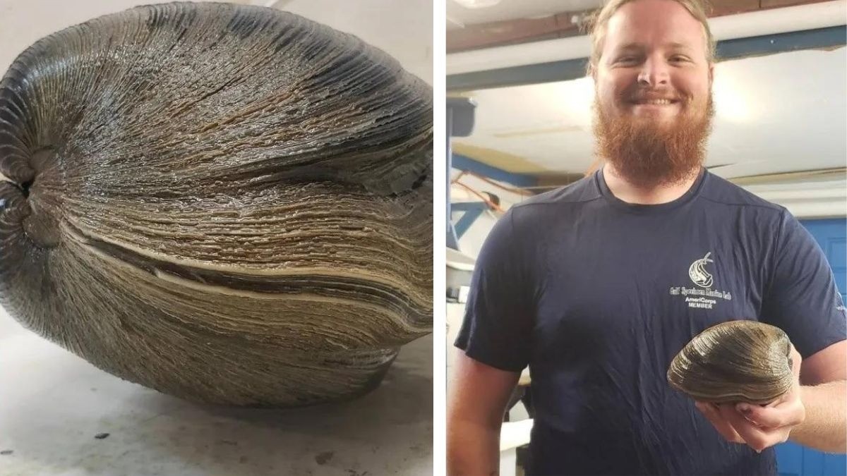 Halla almeja gigante ¡de más de 200 años!