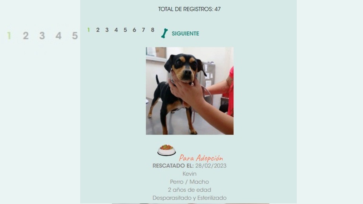 Entrega CCBA 25 mascotas a través de plataforma de adopción